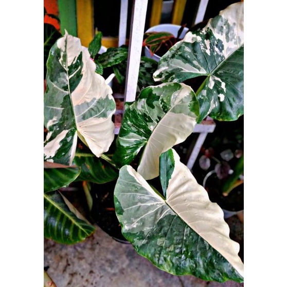 Colocasia Varigata