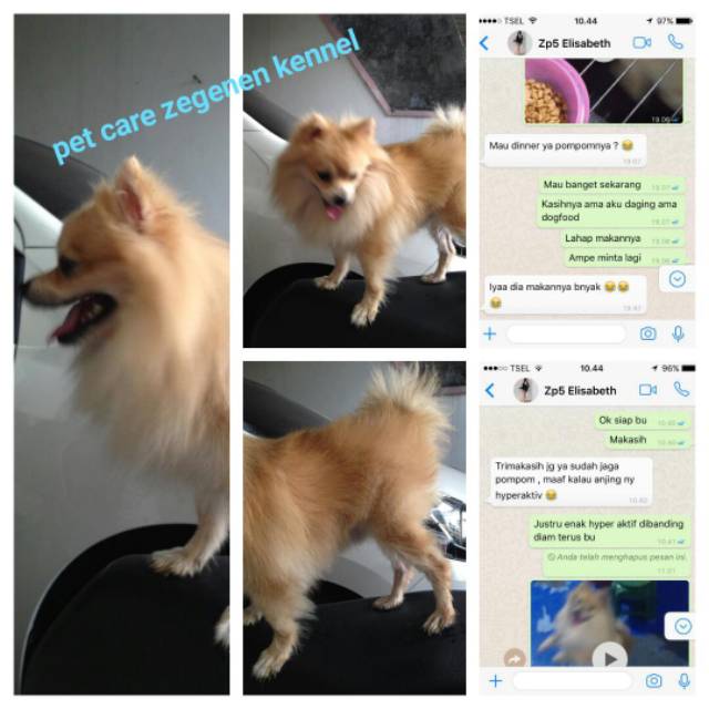 Penitipan Anjing Surabaya Dan Sidoarjo Shopee Indonesia