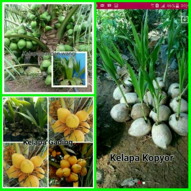 Paket 3 bibit kelapa (pandan wangi, Gading, kopyor)