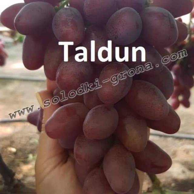 bibit anggur impor Taldun hasil grafting