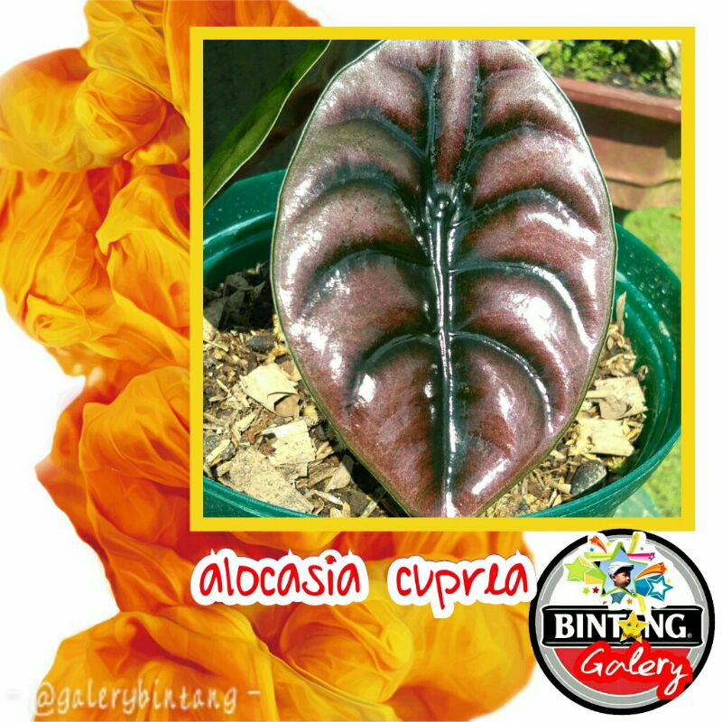 alocasia cuprea