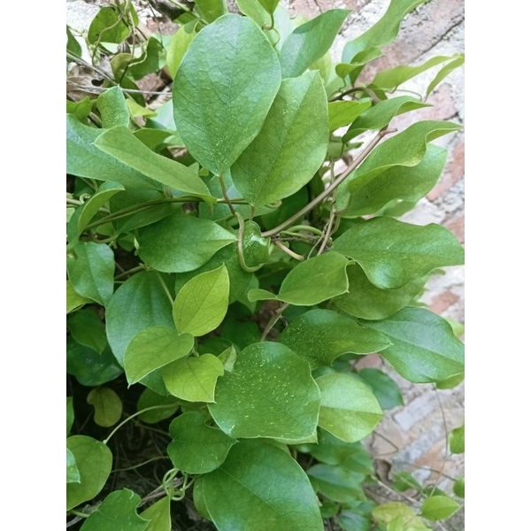 

Daun cincau jelly/ daun cincau rambat 100 gram