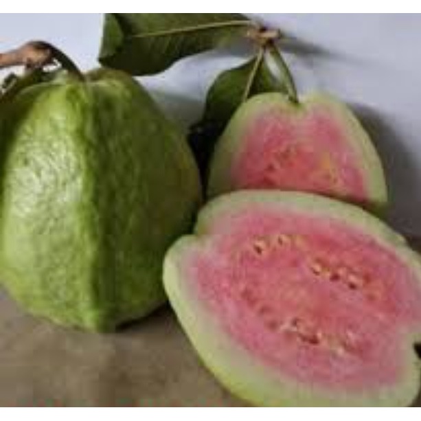 Bibit Jambu Biji Bangkok Merah Cangkok