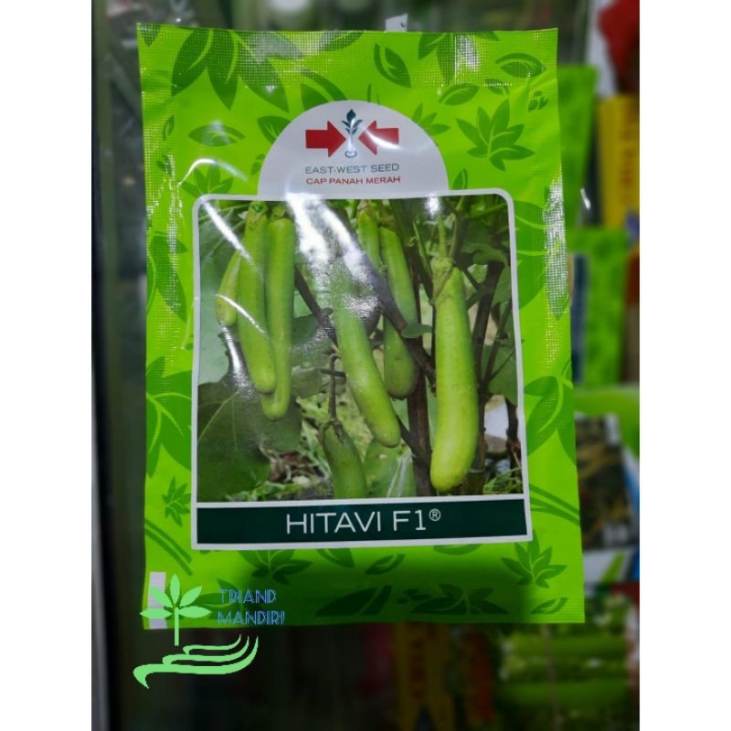 Benih Terong Hijau HITAVI F1
