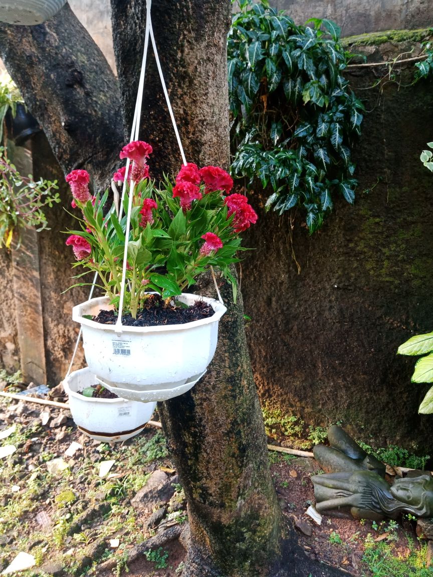 Tanaman Hias Jengger Ayam