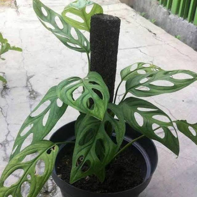 Tanaman Hias  Daun Janda  Bolong Cahunit com