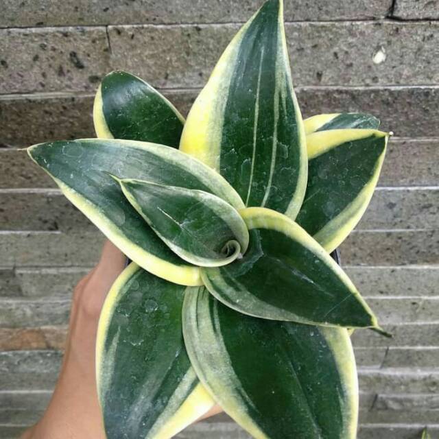 Tanaman hias sansivera pagoda - Sansivera mini - sansivera gold