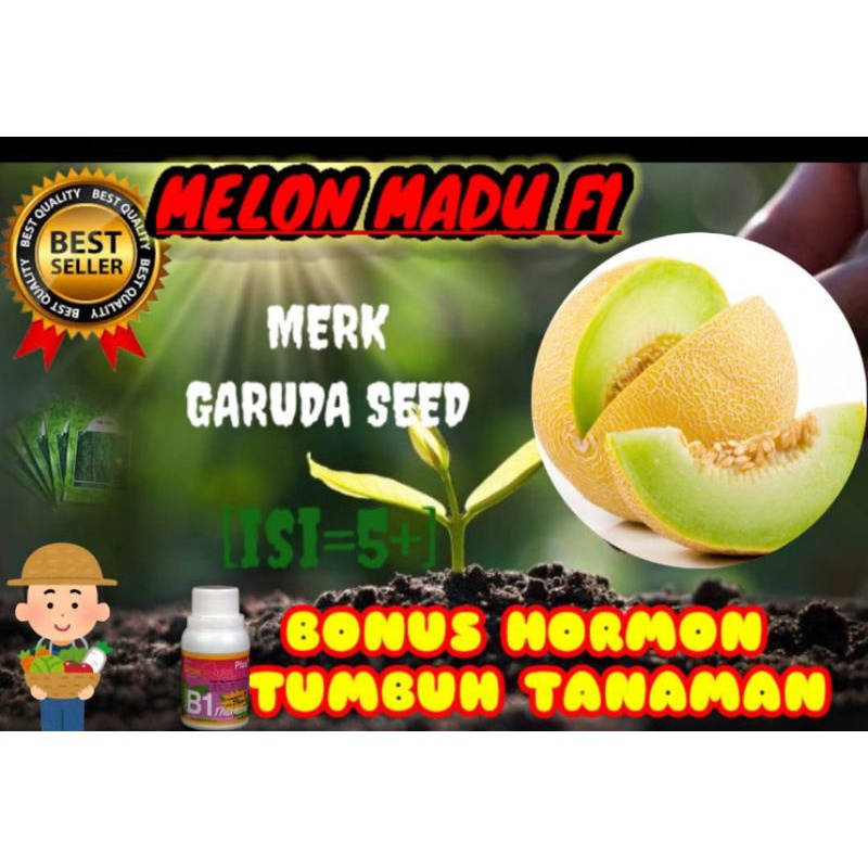 Benih melon madu