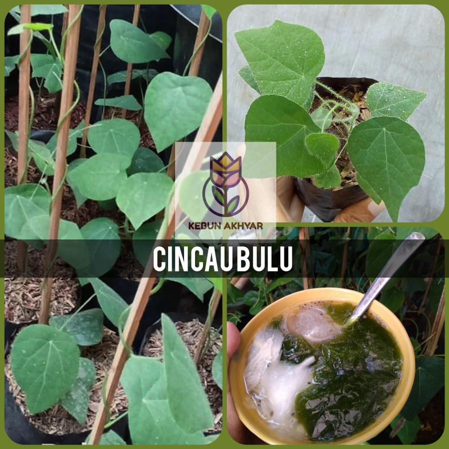 Bibit Cincau Bulu Bibit Tanaman Herbal Cincau Bulu Rambat Pohon Cincau Daun Cincau