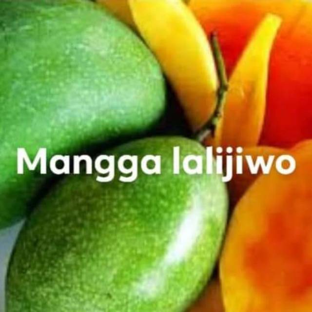 Bibit mangga lalijiwo