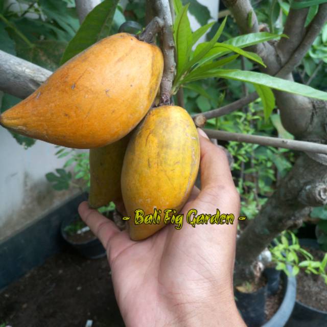 Yellow Sapote Sawo Mentega