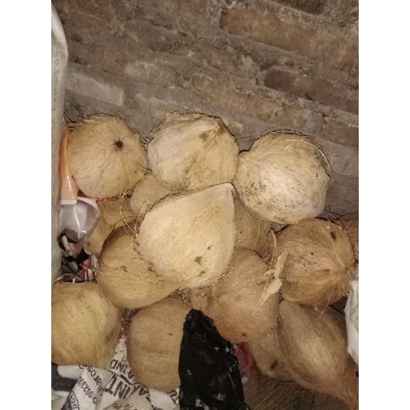 

kelapa tua berkualitas dan terjangkau