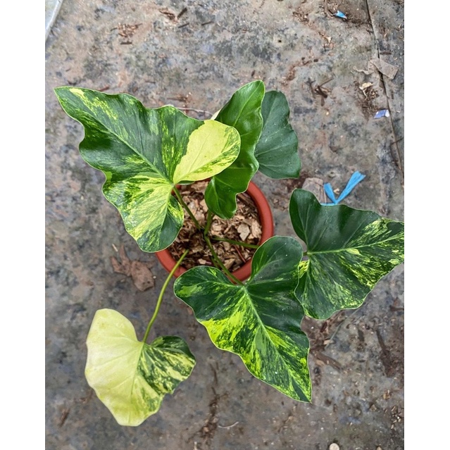 Philodendronn Williamsii varietes