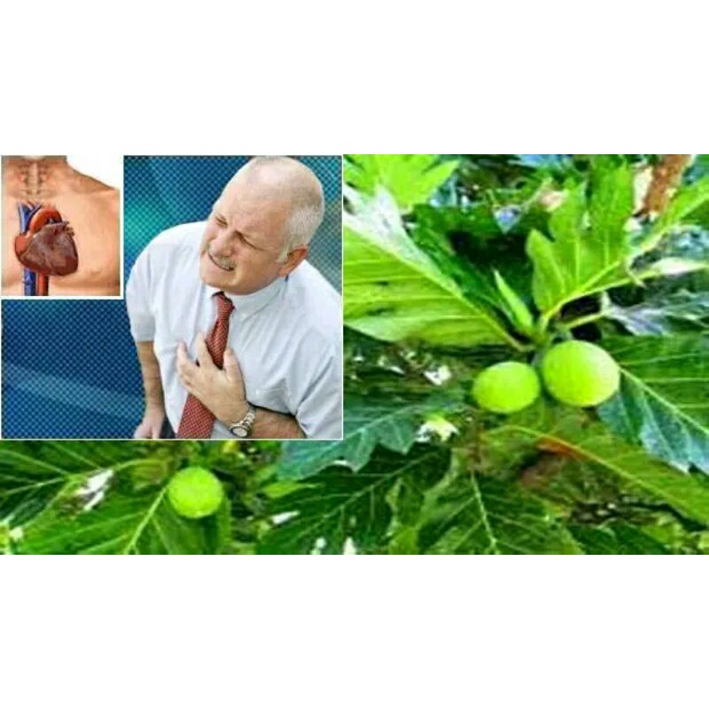 

Paket 5 daun herbal segar 1kg