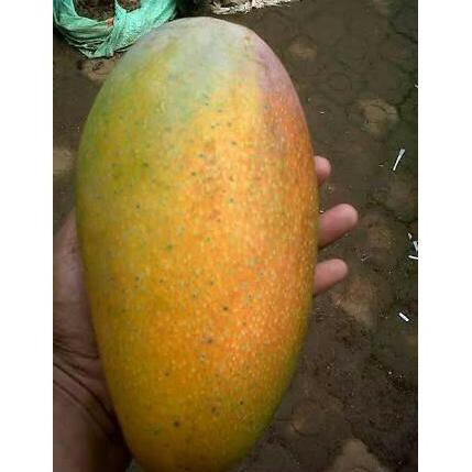 Bibit Tanaman Buah Mangga Kio Jay 60Cm T3Rk1Ni