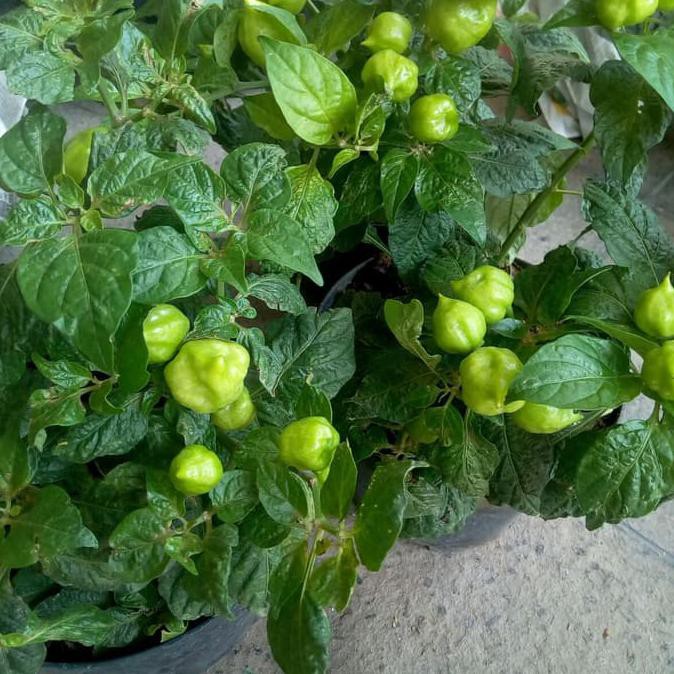 Pohon Cabe Paprika Sudah Ada Cabenya Shopee Indonesia