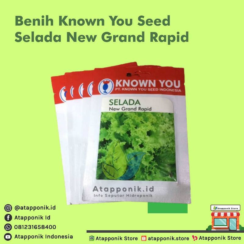 benih bibit selada hijau new grand rapid