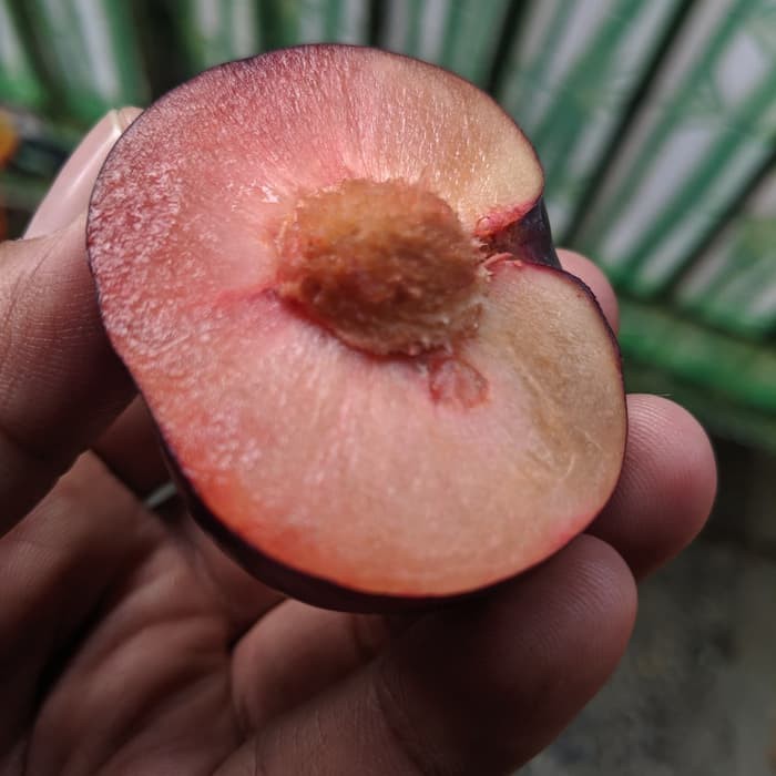 

500gram Buah Plum