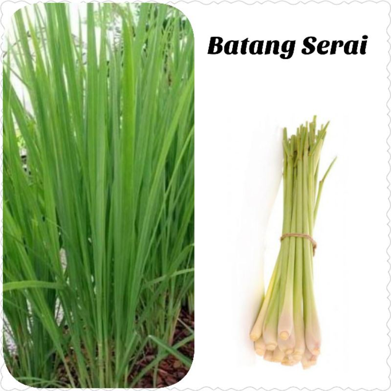 jual-batang-serai-shopee-indonesia
