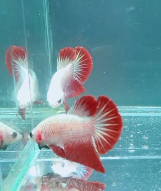 Paket 1 pasang ikan cupang red dragon hmpk