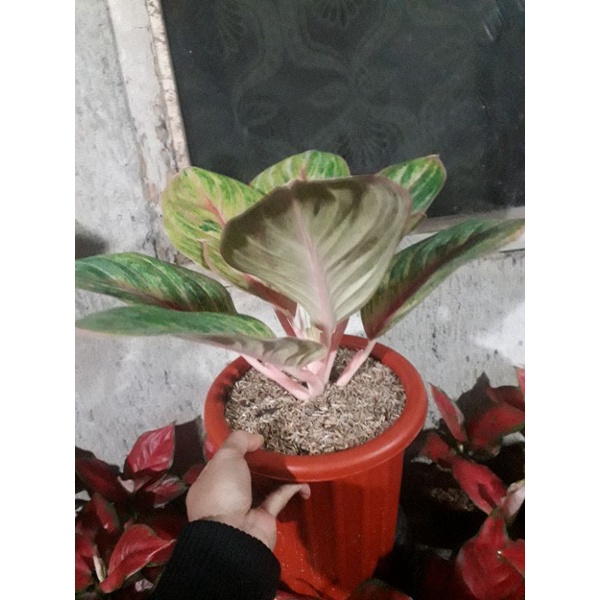 aglonema mekarsari indukan size indukan