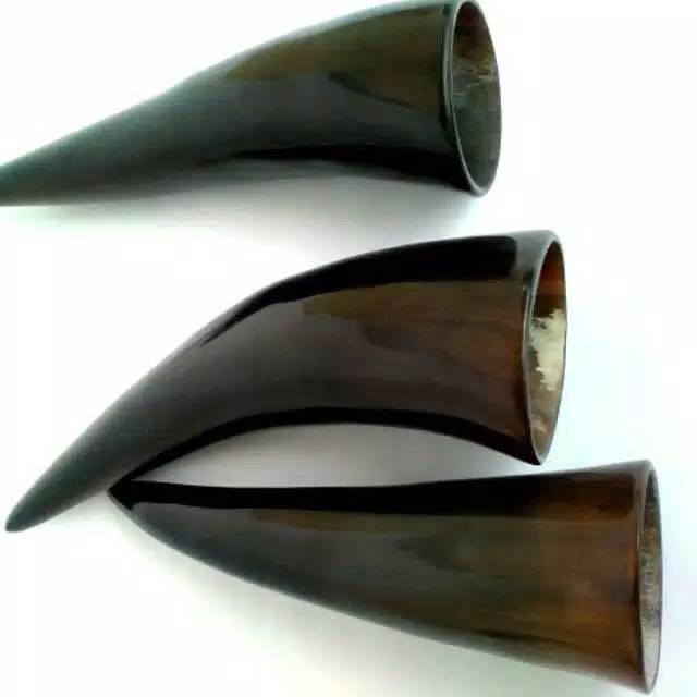 kop bekam tanduk asli 40pcs