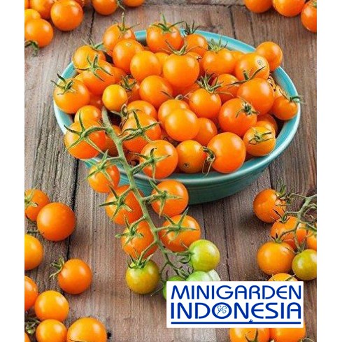 5 Benih Tomat cherry kuning GOLDEN GEM F1 bibit buah / sayuran ceri cerry chery cherri MGI