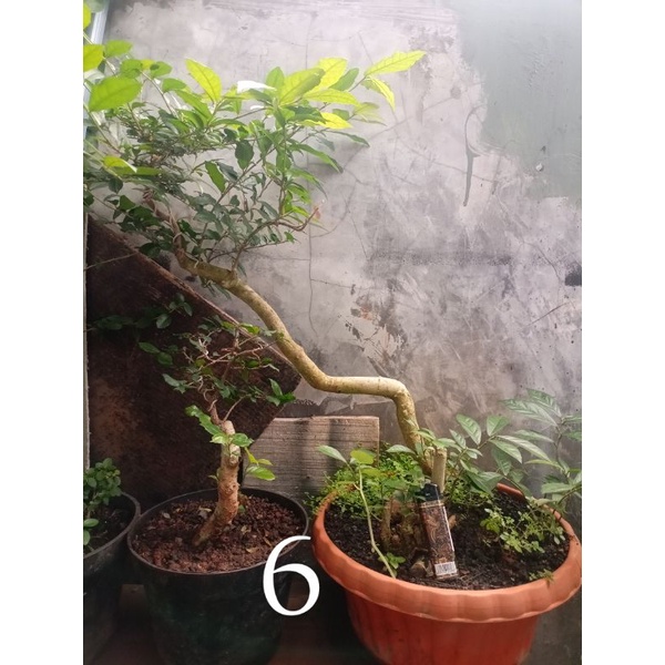 Bahan Bonsai Serut