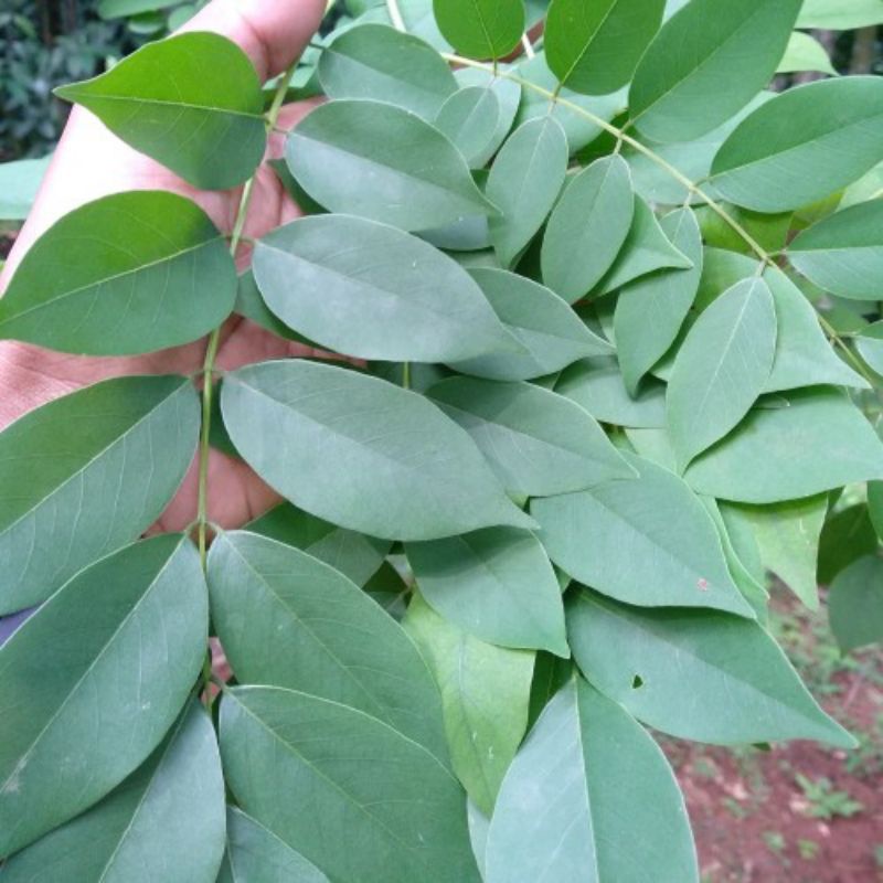 

Promo daun gamal segar langsung petik 1kg murah