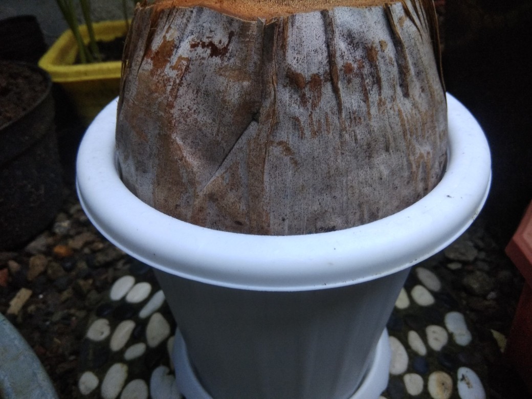 Bibit/bahan Bonsai Kelapa Gading Oren Tanpa Kupas Serabut