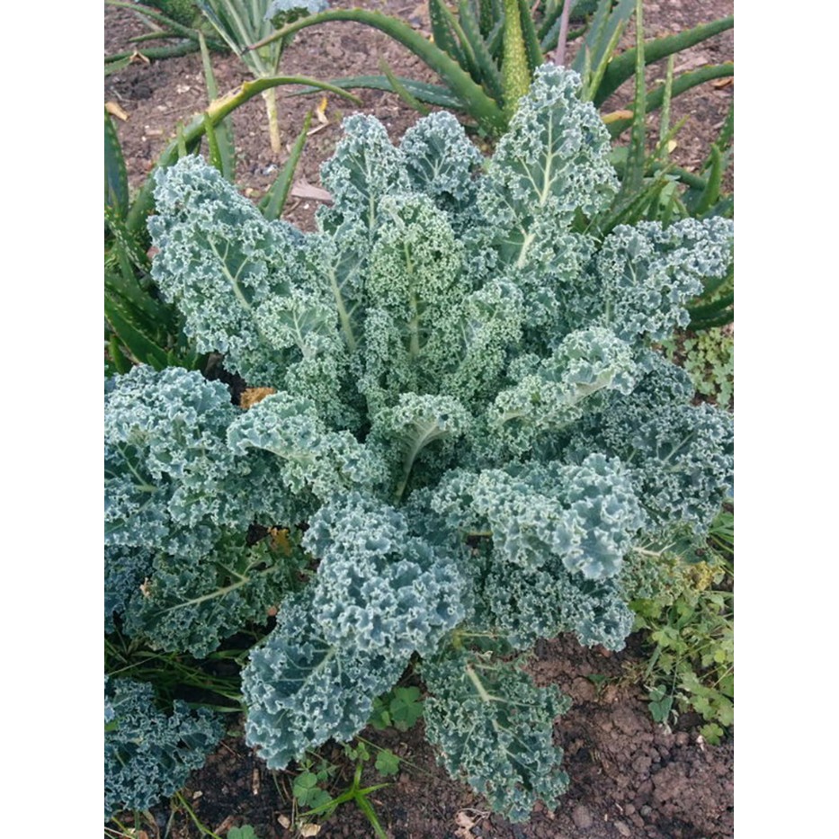 Benih-Bibit Kale Keriting Dwarf Blue Scotch Curled (Haira Seed)