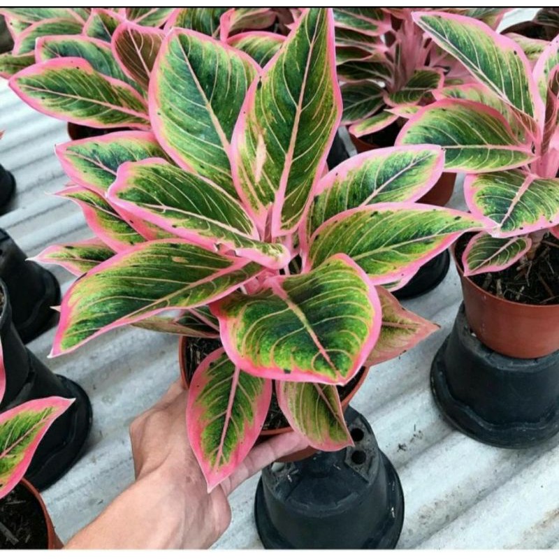 bibit Bonggol aglonema lotus asli