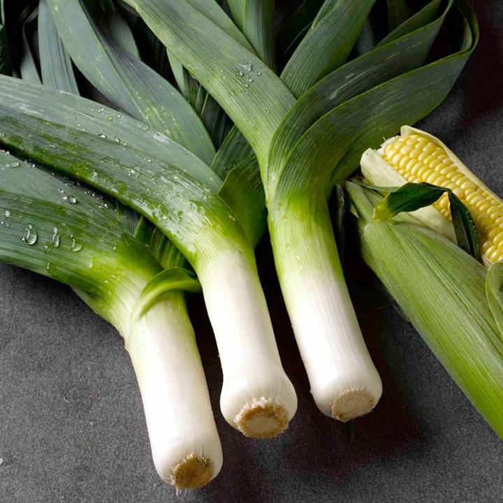 Benih Bibit Biji - Leek Musselburgh Daun Bawang Prei Besar Seeds - IMPORT