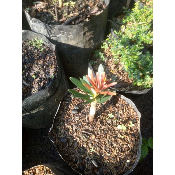 lohansung pucuk merah import