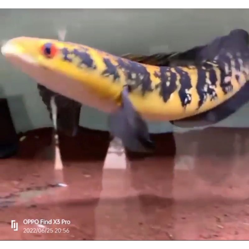 FS MARU YS 23-25cm - KELAS JUVENIL - WARNA NAIK ORANGE - MENTAL MANTAP