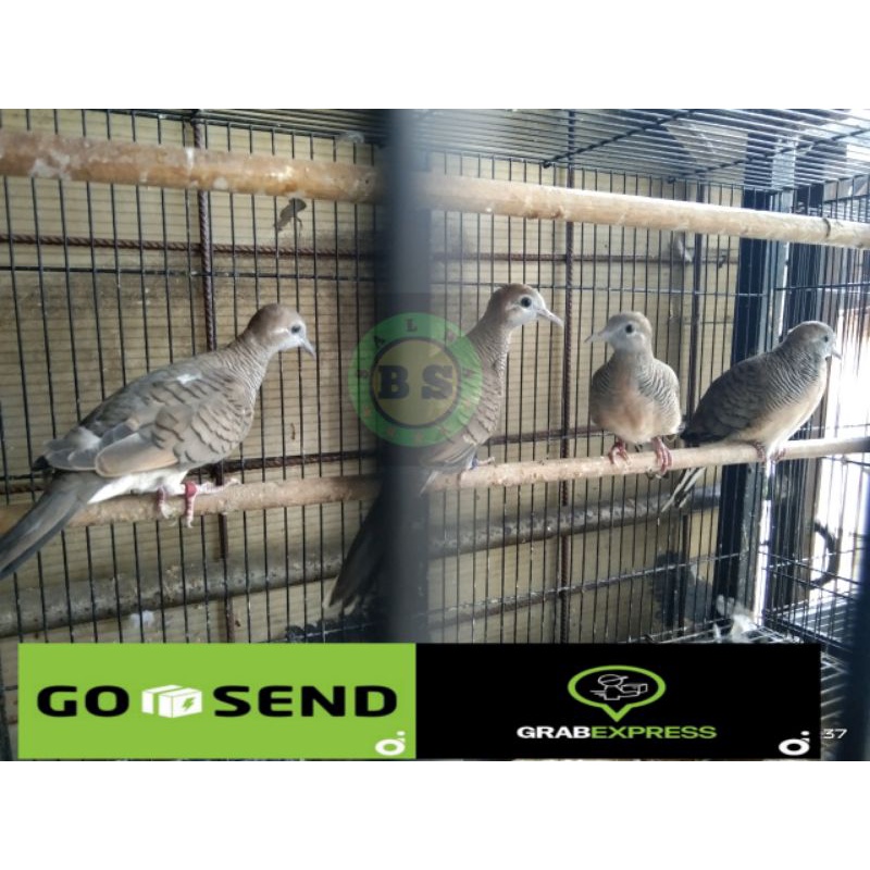 PERKUTUT BANGKOK RING GACOR