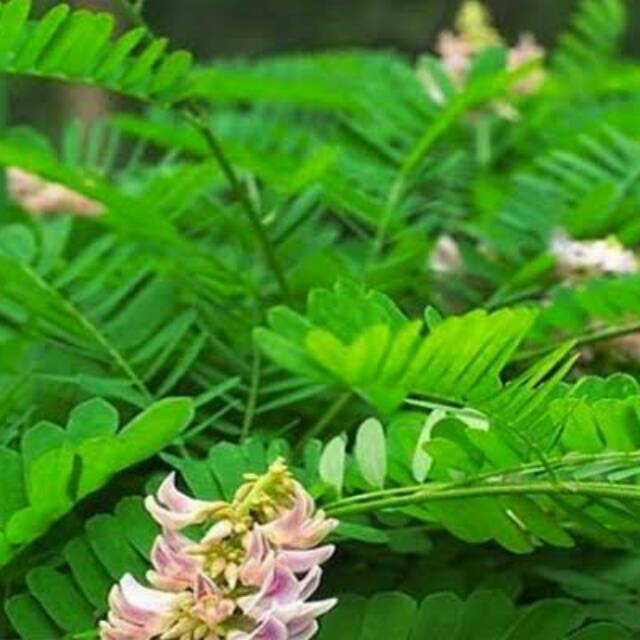 

Daun Saga Segar Organik Herbal