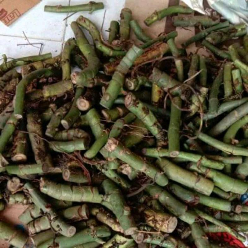 BONGGOL DUDA BOLONG TERBAIK