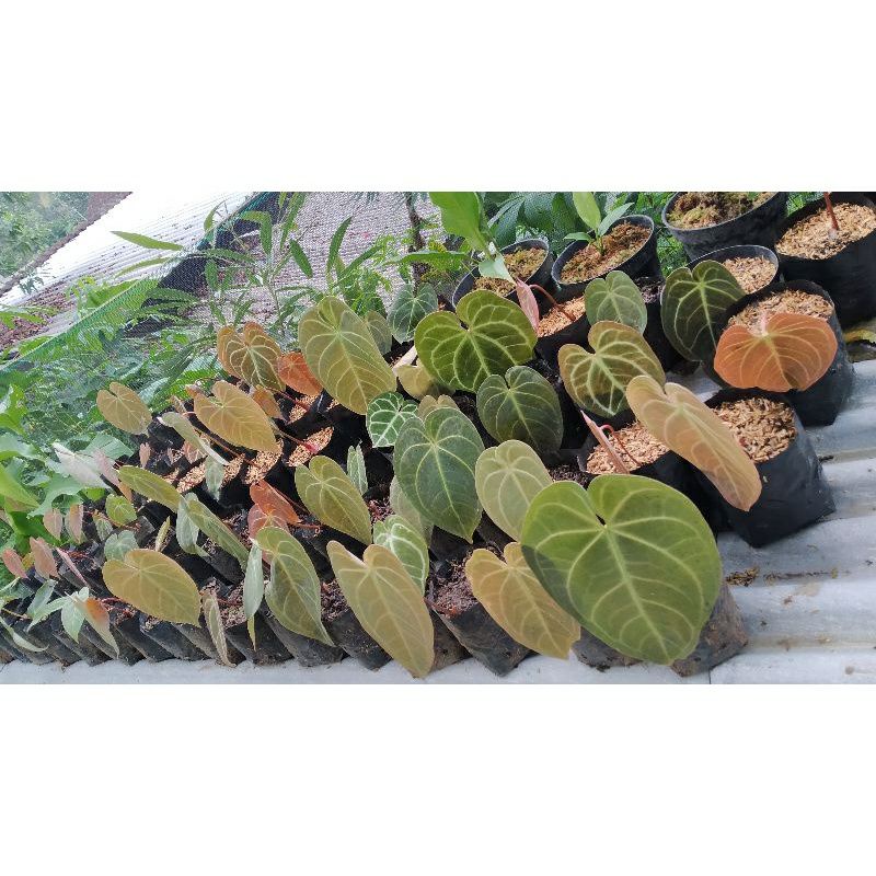 Baby Kuping Gajah Magnificum Verde / Anthurium Kuping Gajah Batang Kotak