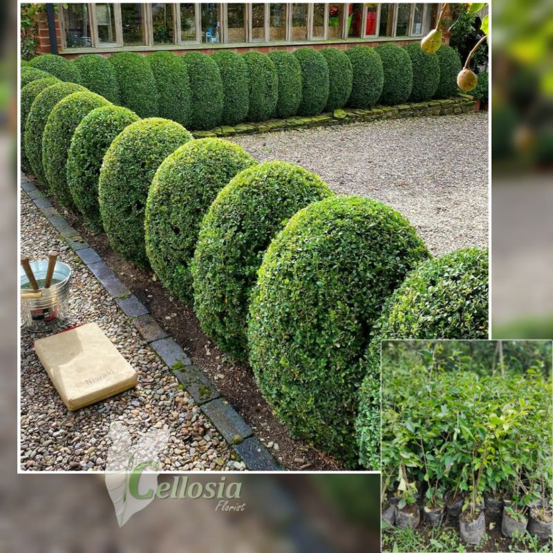 New Tanaman Hias / Tanaman Pagar Boxwood Atau Teh Tehan