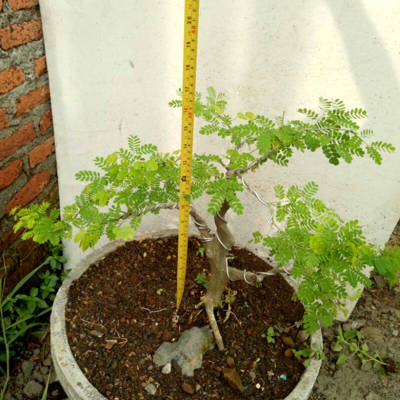 Bonsai Brazilian Rain Tree