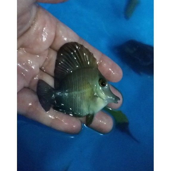 Terbaru Ikan Hias Burung Laut S Shopee Indonesia