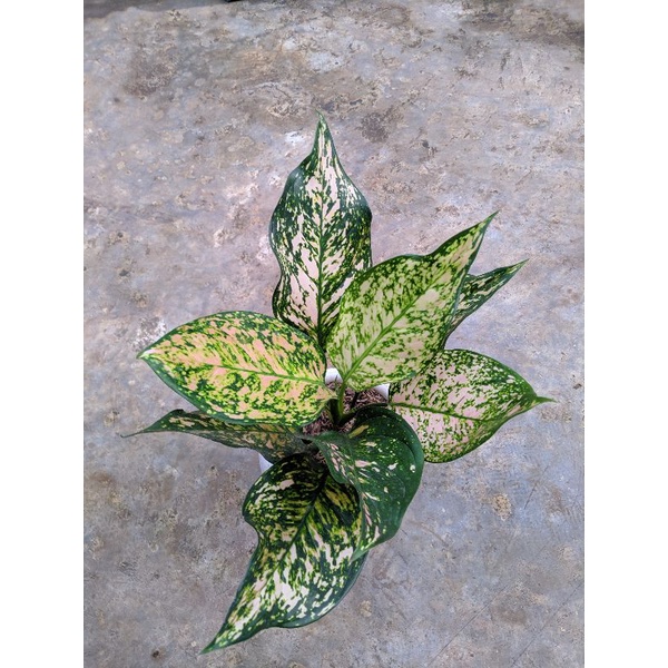 aglonema Ruby orange