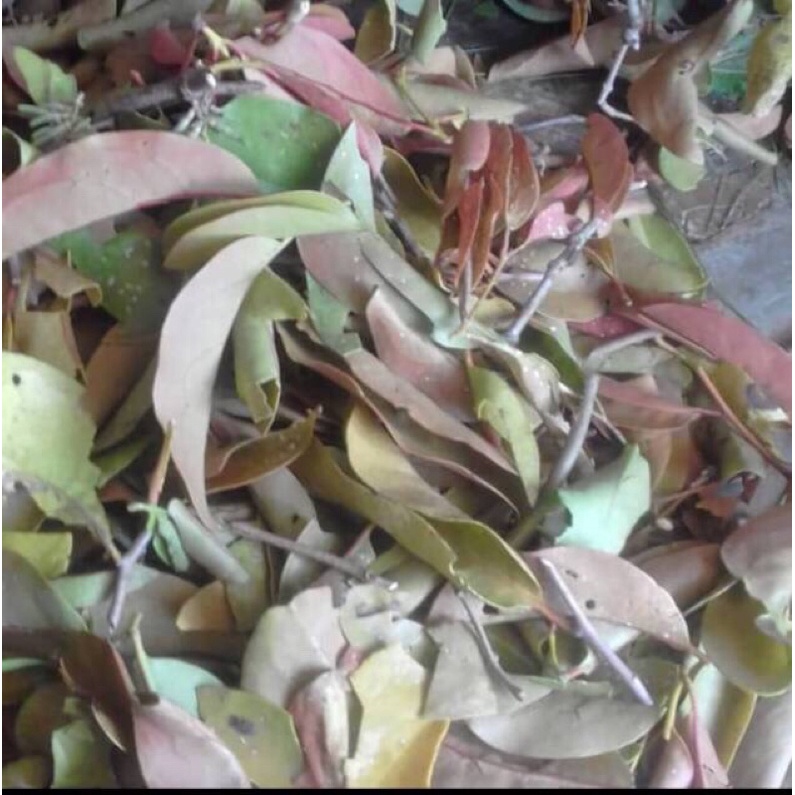 

benalu jambu air segar 1kg