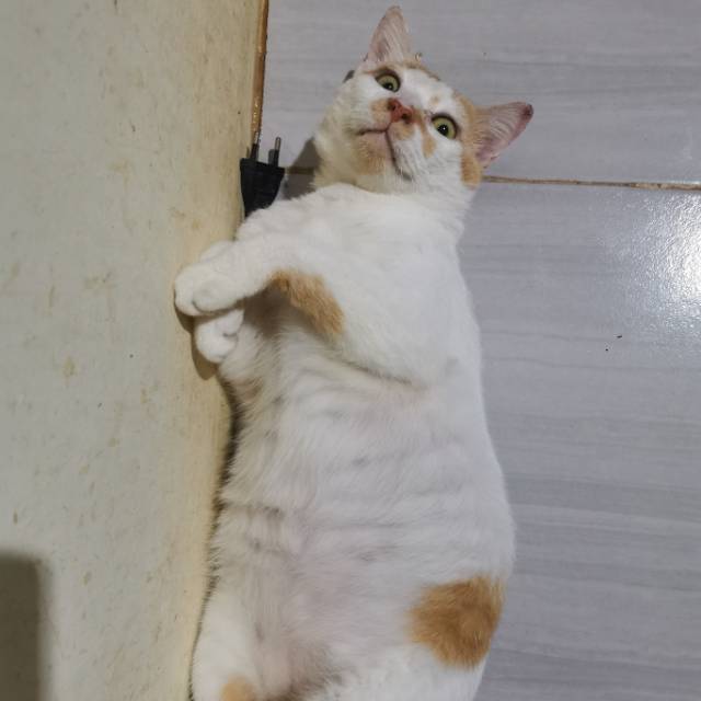 ridhanierama