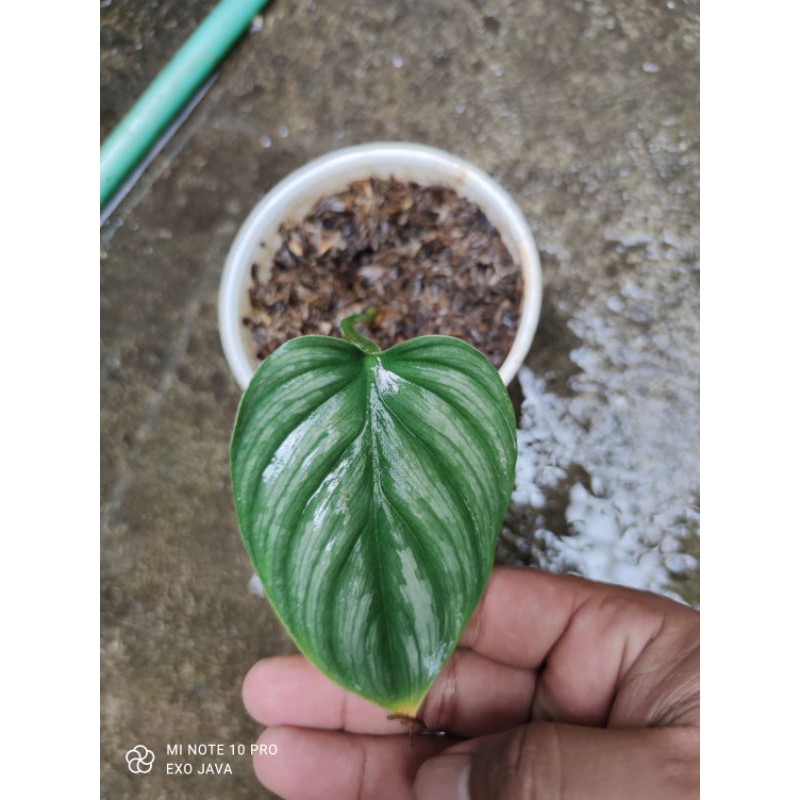 philodendron plowmanii