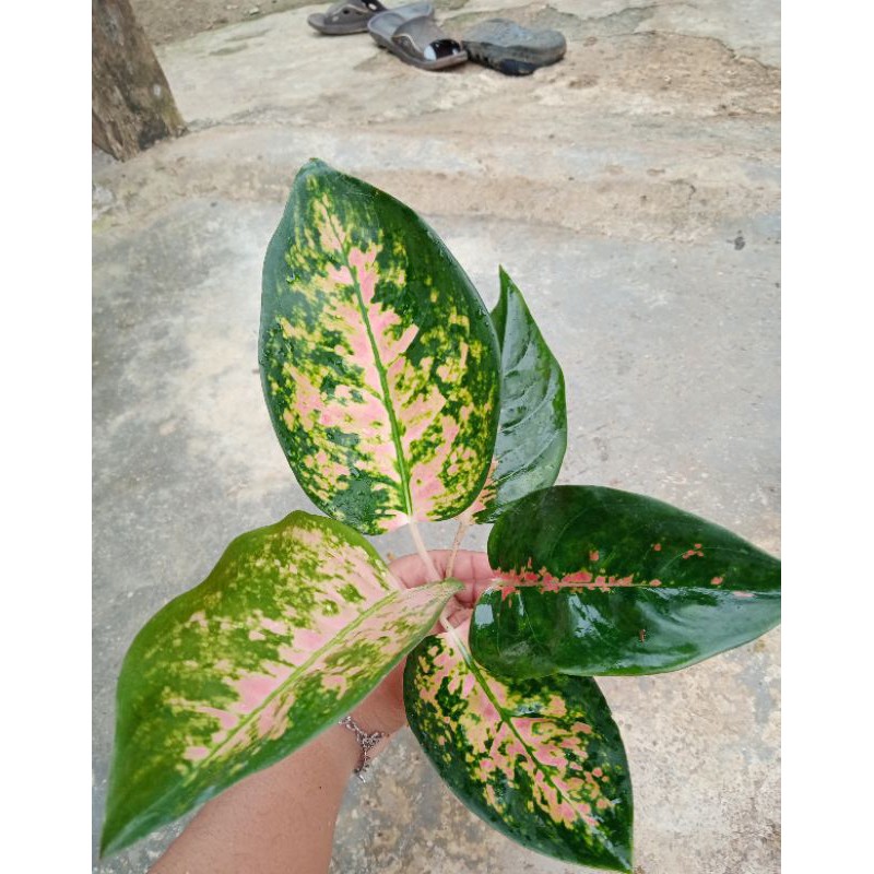 aglaonema kochin paramruay