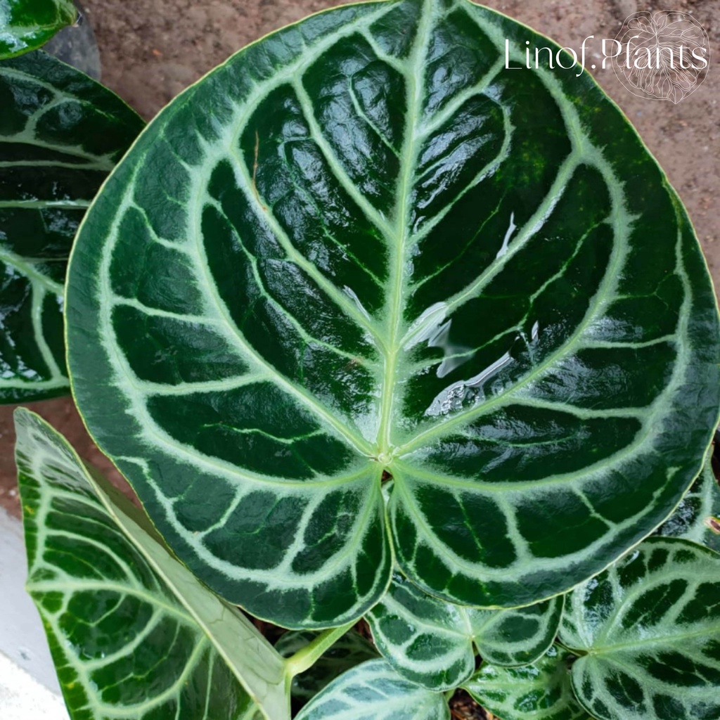 Tanaman Hias Baby Bibit Anthurium Kuping Gajah Mangkok not Dorayaki / Papillilaminum / Veitchii