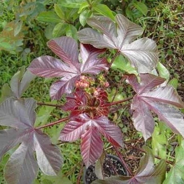 

Daun jarak merah hobat herbal