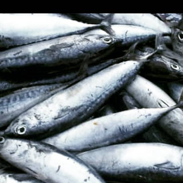 

Ikan tongkol segar 1 kg